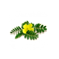 Tribulus terrestris